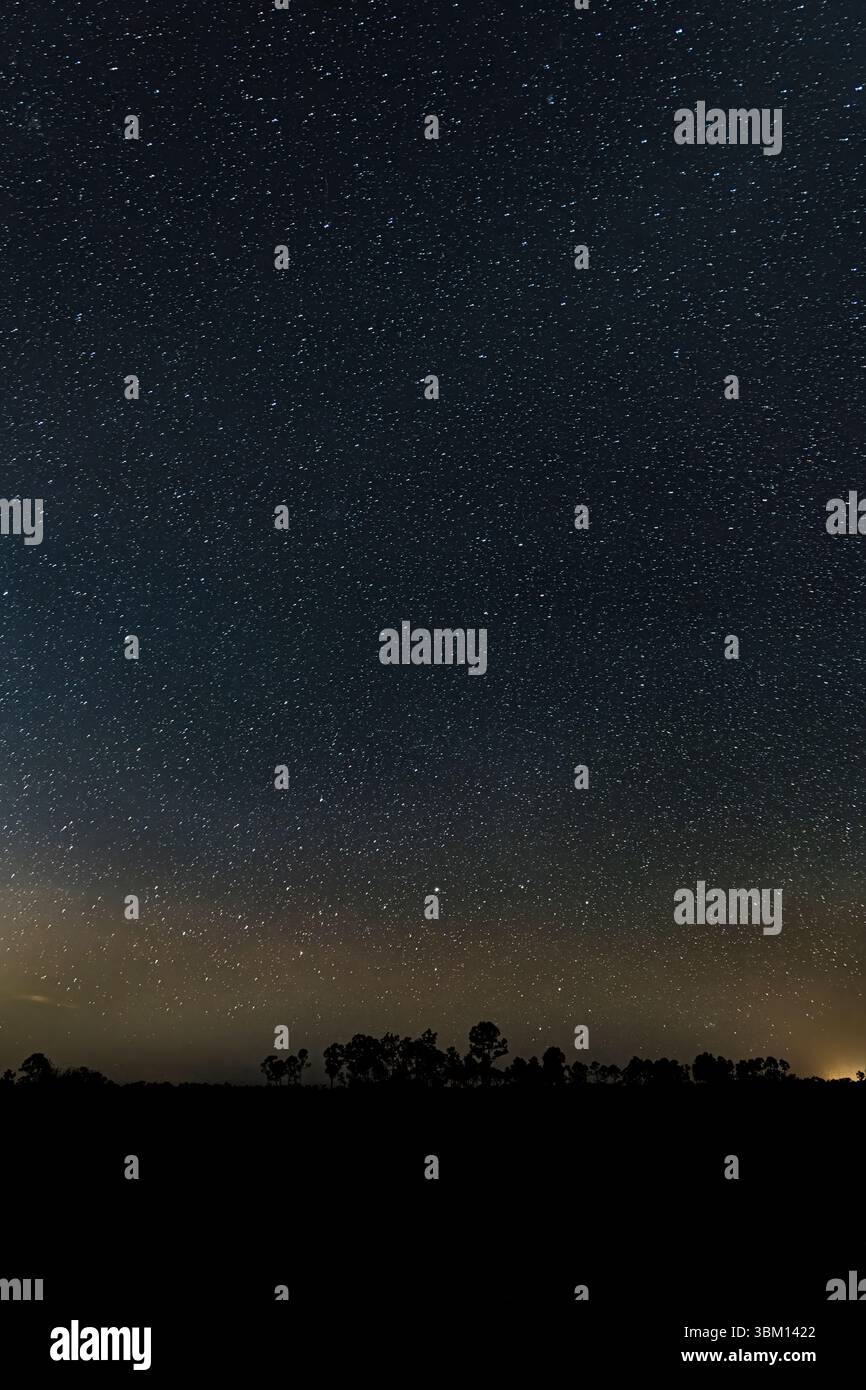 Der wunderschöne Sternenhimmel im Big Cypress National Preserve. Stockfoto