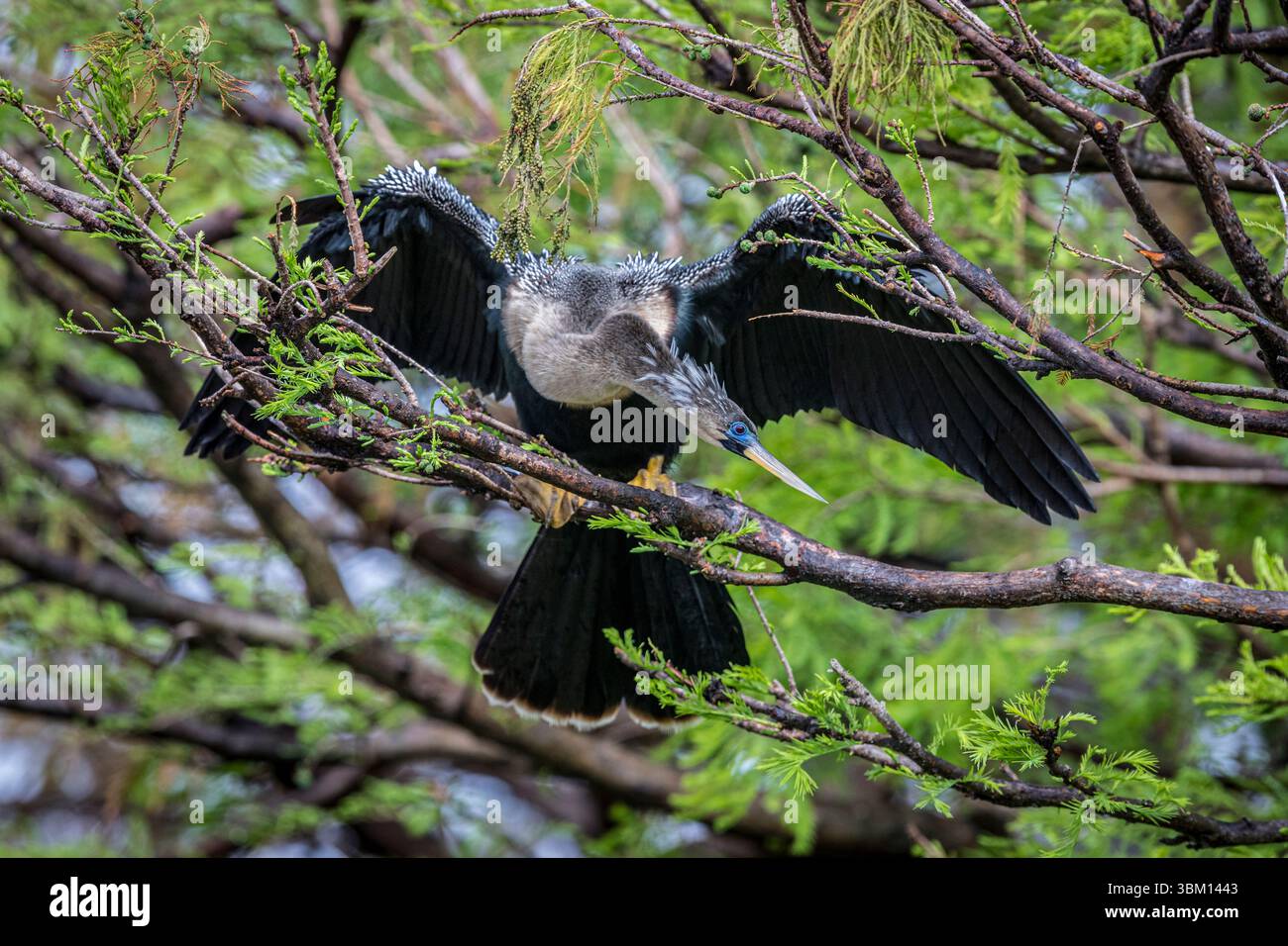 Eine erwachsene weibliche Anhinga, in Zuchtzustand, zeigt ihre hellblauen Loren, roten Augen und zarten weißen Federn. Stockfoto