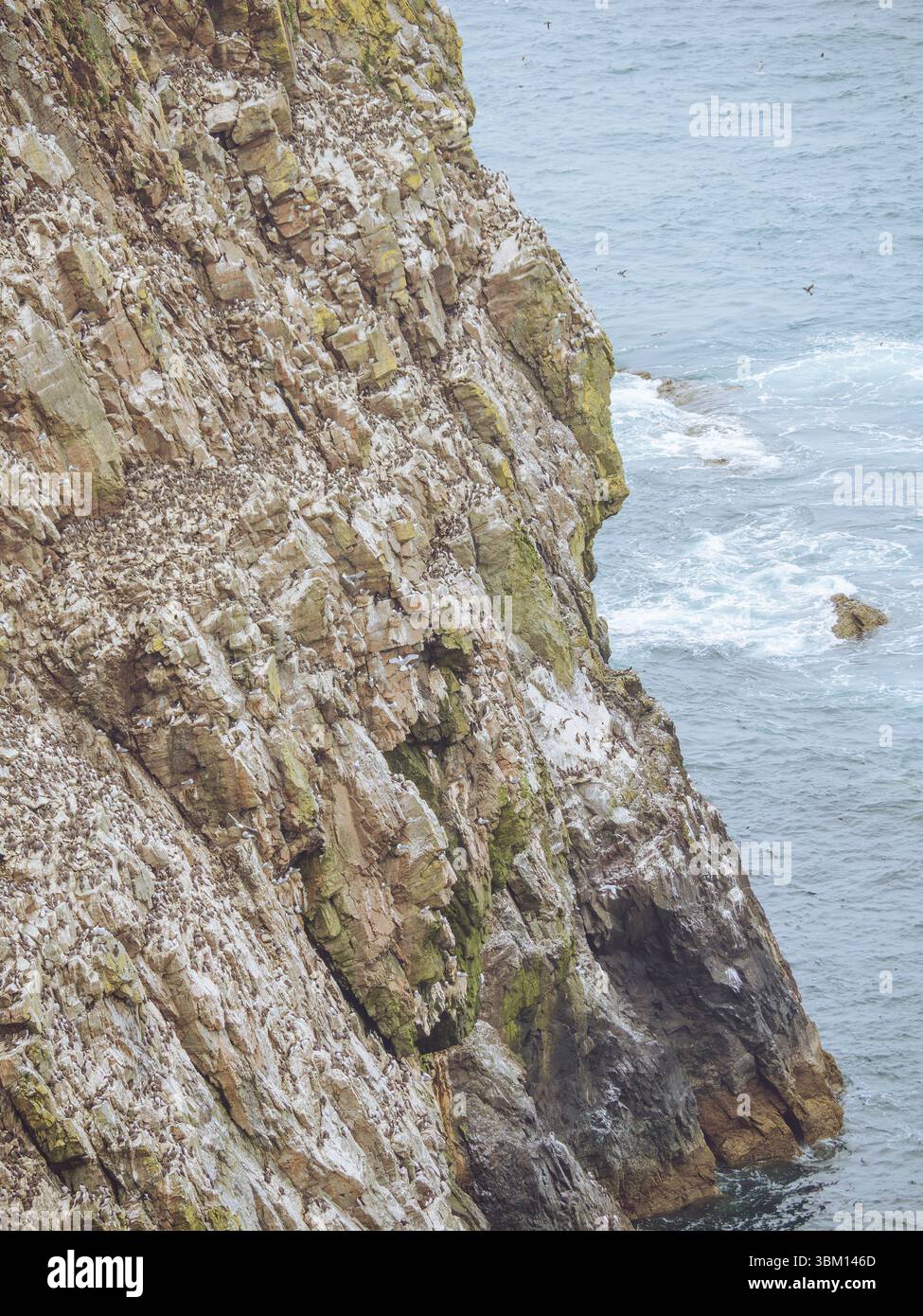 Tausende von Guillemots, Razorbills und Möwen nisten auf den Klippen von Skomer, Pembrokeshire, Wales Stockfoto
