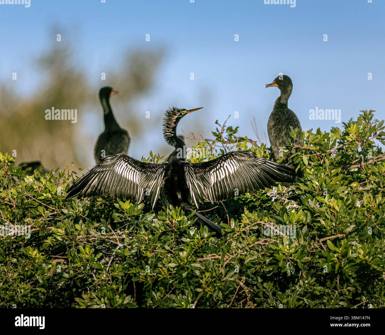 Ein schöner männlicher Anhinga trocknet seine Flügel. Stockfoto