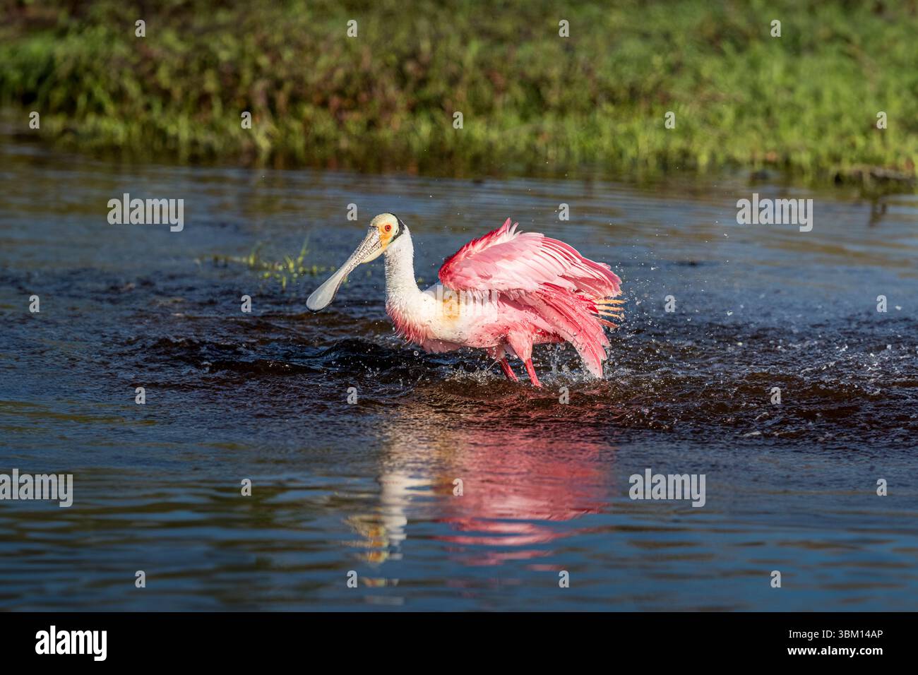 Ein Rosenlöffelschnabel zeigt extremes Baden. Stockfoto