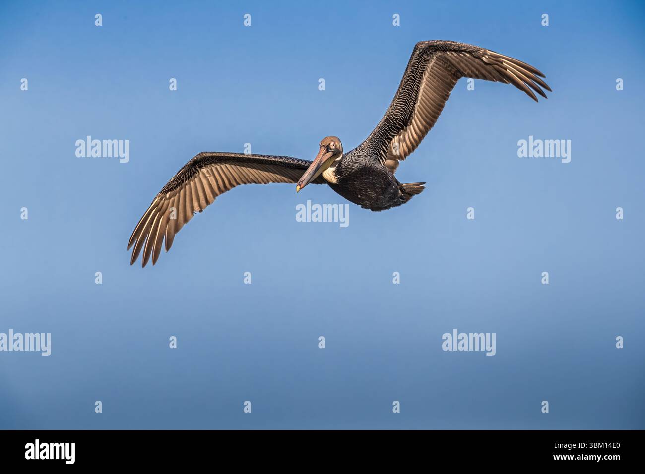 Ein brauner Pelikan fliegt über den Himmel. Stockfoto