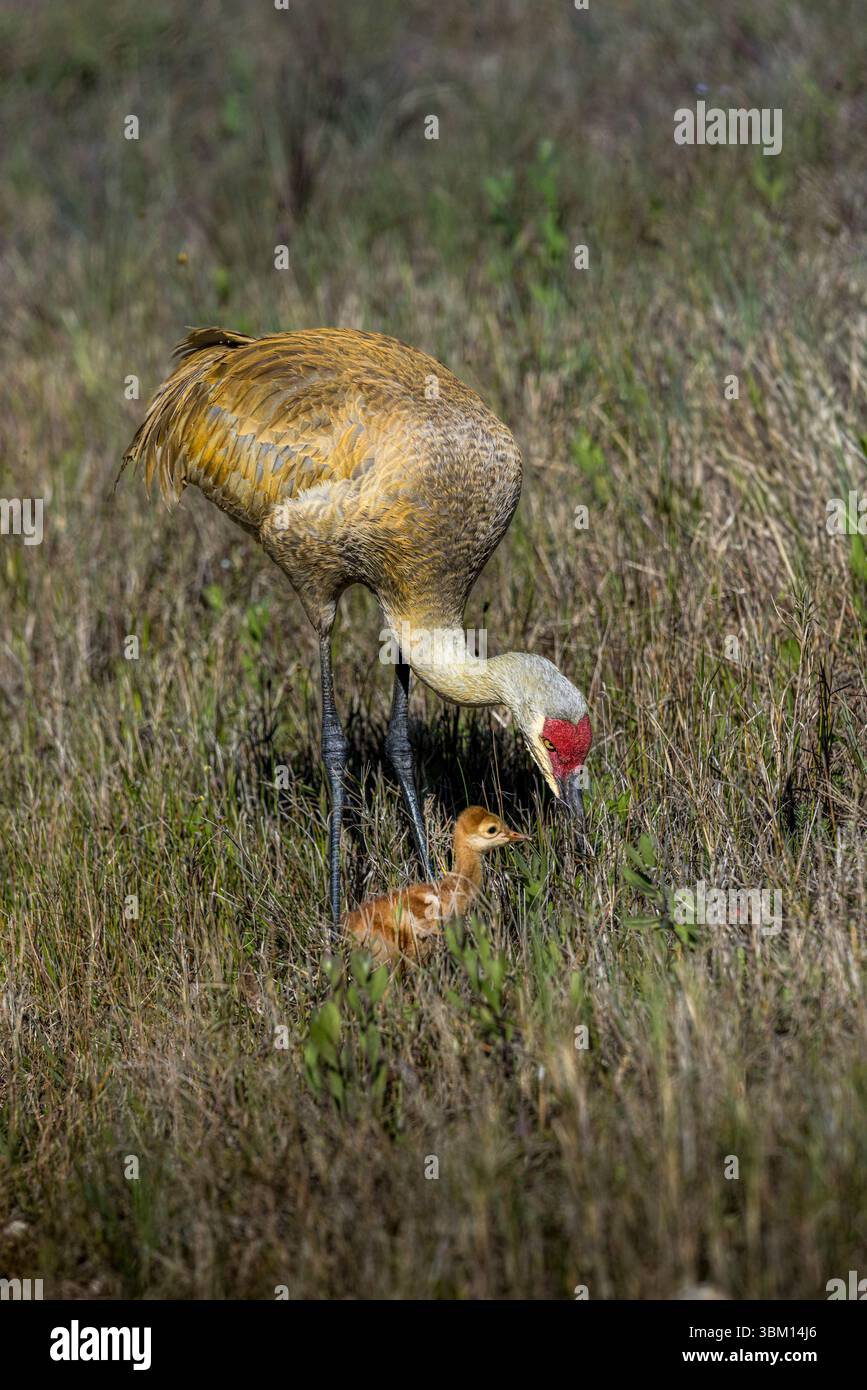 Ein ausgewachsener Sandhügelkran mit jungen Hengsten sucht nach Käfern zu essen. Stockfoto