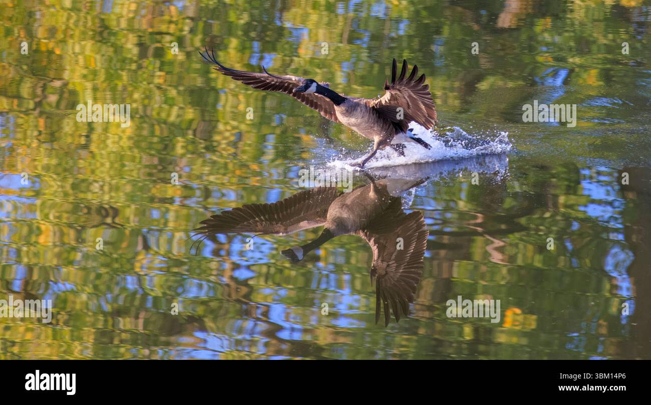 USA, Indiana, Carmel. Kanadische Gans zieht aus dem Wasser. Stockfoto