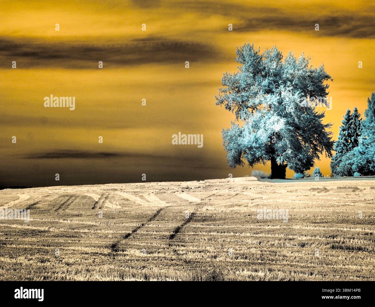 USA, Idaho, Palouse. Einsamer Baum im Schnittfeld Stockfoto