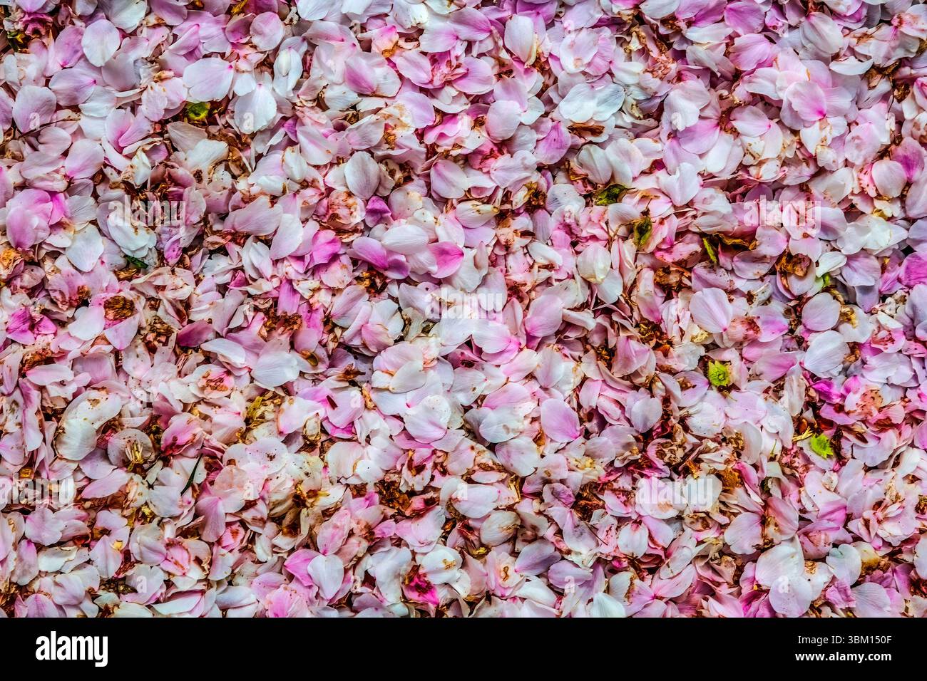 Bunte Kirschblüten, Kenwood, Bethesda, Maryland. Stockfoto