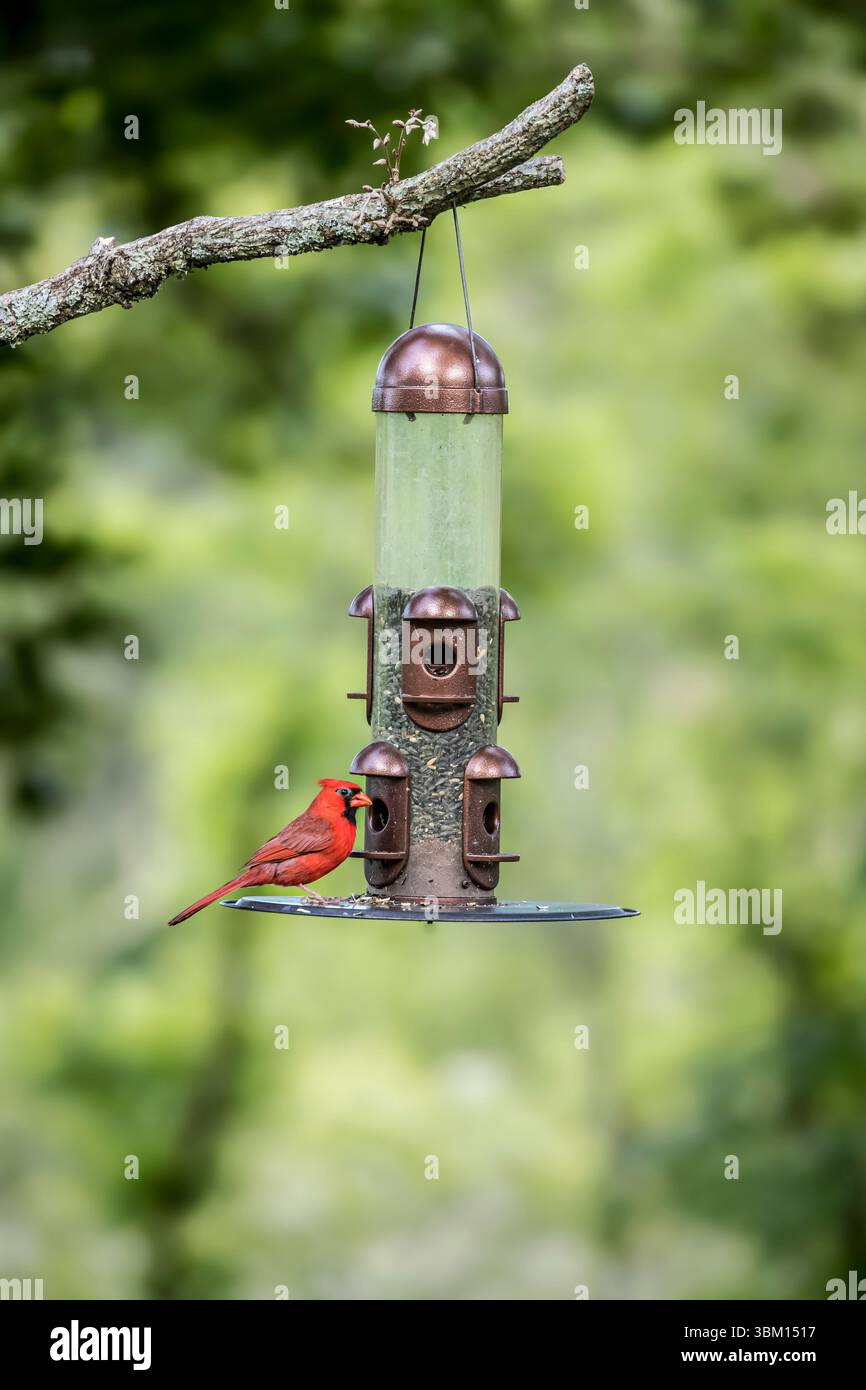 Ein knallroter nördlicher Kardinal feiert bei einem Futterhäuschen Samen. Stockfoto