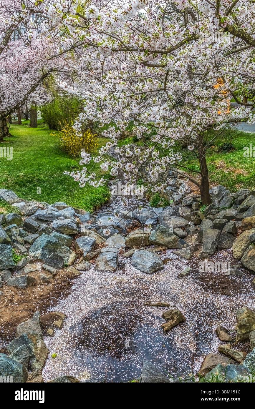 Bunte Kirschblüten, Kenwood, Bethesda, Maryland. Stockfoto