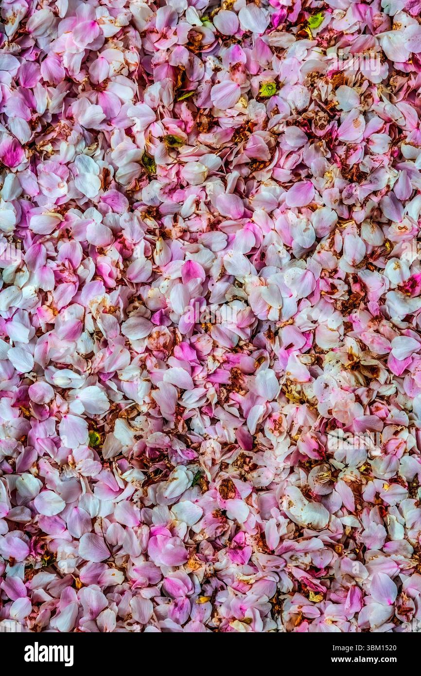 Bunte Kirschblüten, Kenwood, Bethesda, Maryland. Stockfoto