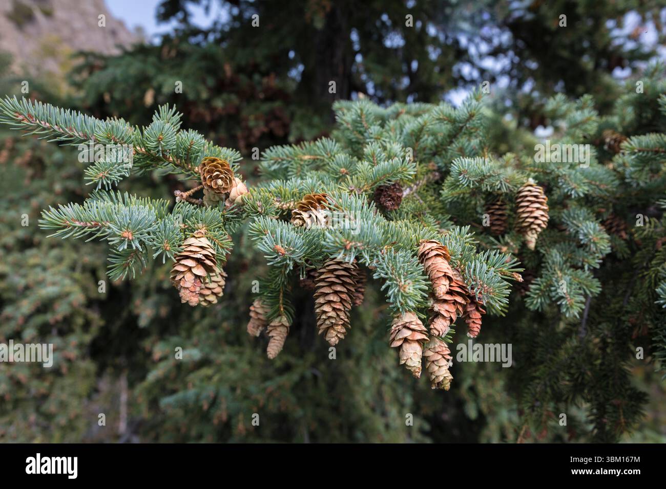 Reife Fichtenzapfen streuen die Samen sanft, um eine weitere Ernte von Bäumen zu gewährleisten. Stockfoto