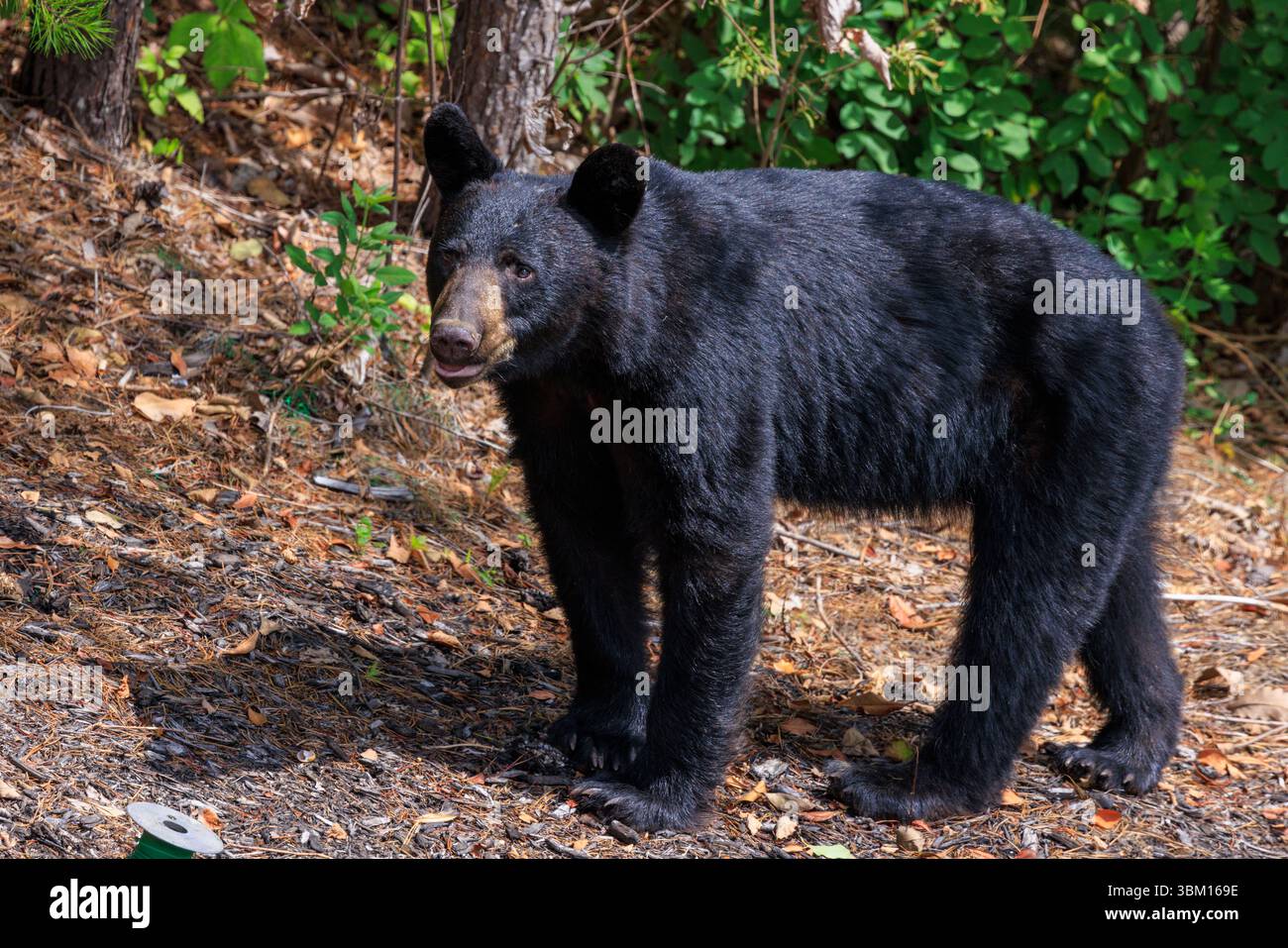 USA, Tennessee, Wears Valley. Wilder amerikanischer Schwarzbär aus der Nähe. Stockfoto