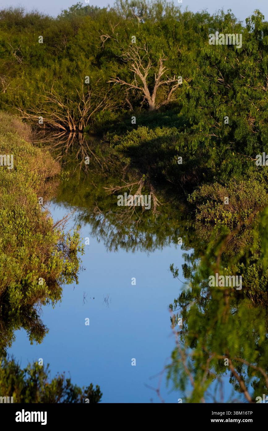 USA, Texas, Cameron County. Laguna Atascosa National Wildlife Refuge, Wildlife Habitate, Wald Stockfoto