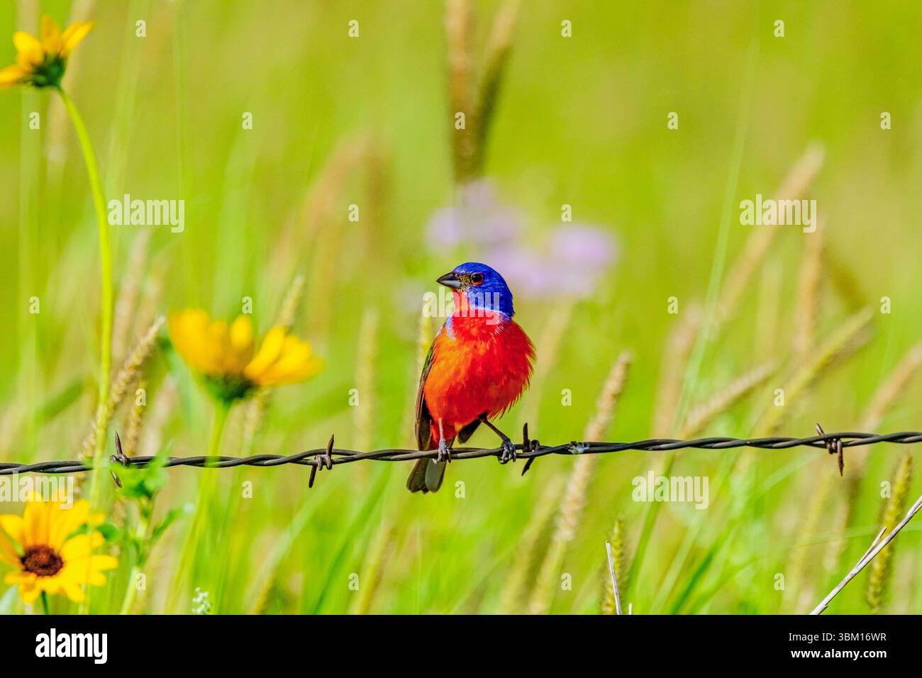 USA, Texas, Starr County. Gemaltes Männchen, das auf einem Zaun sitzt Stockfoto