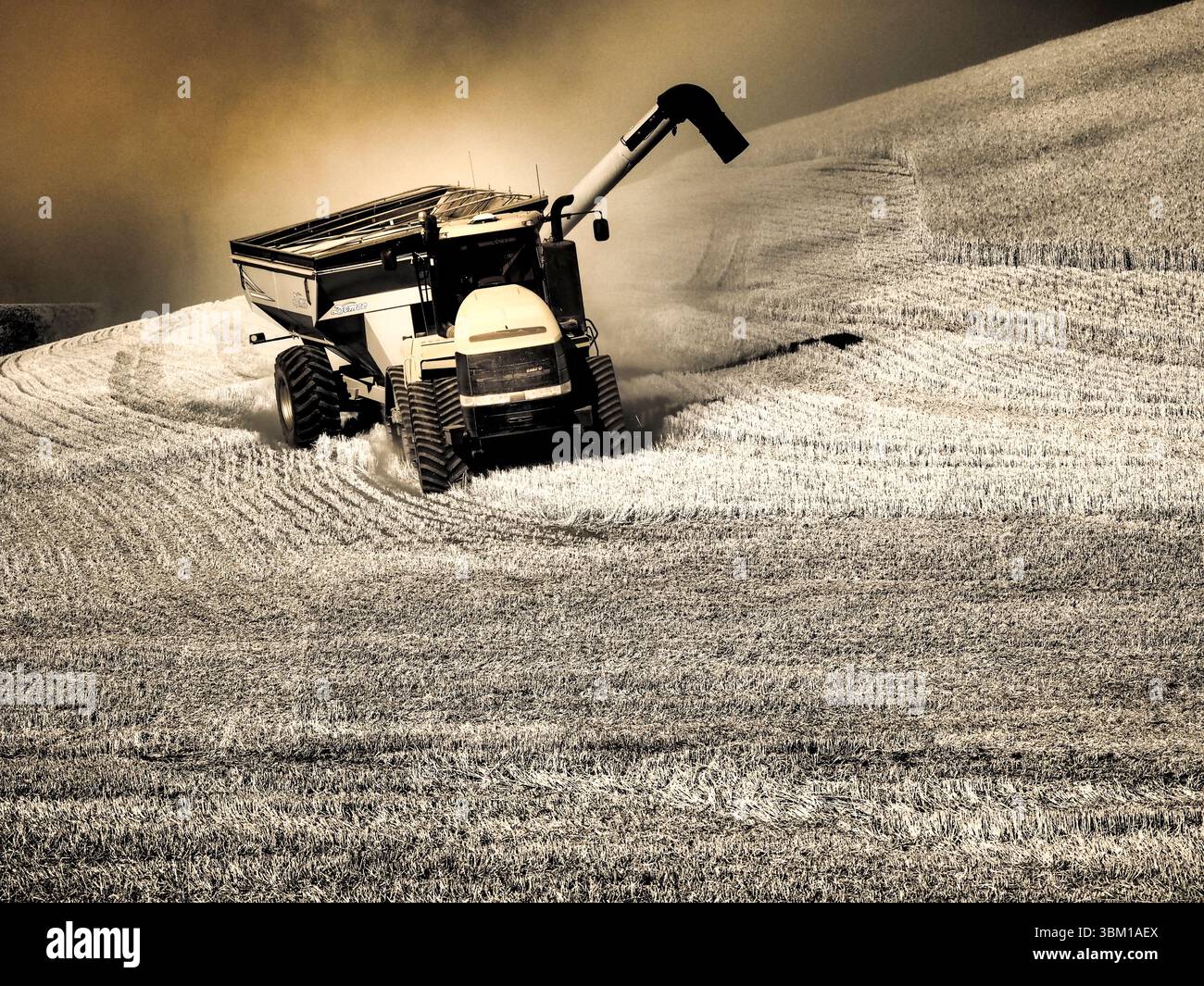 USA, Washington State, Palouse. Infrarot-Mähdrescher erntet an Hanglagen und entleert sich in den Lader. (Nur Für Redaktionelle Zwecke) Stockfoto