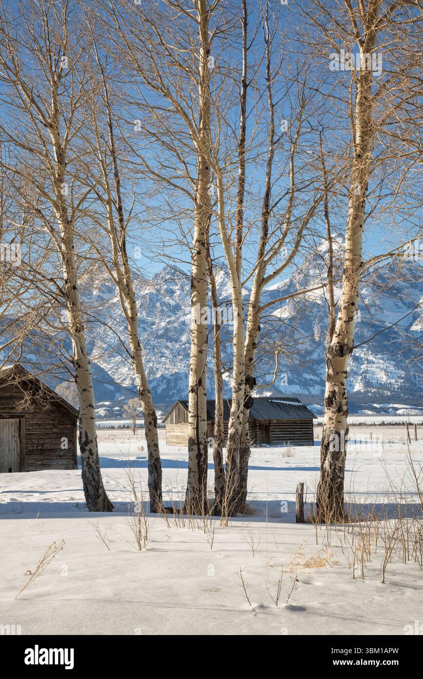 USA, Wyoming, Jackson. Grand Teton National Park, historisches John Moulton Homestead an der Mormon Row mit Grand Teton dahinter Stockfoto