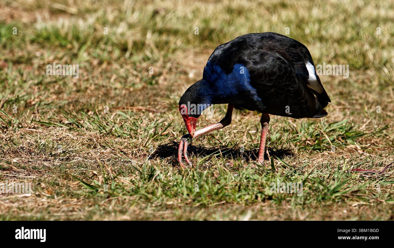 Erwachsener Pukeko-Vogel weidet auf Gras im Totaranui, Abel Tasman National Park, Südinsel, Aotearoa / Neuseeland. Stockfoto
