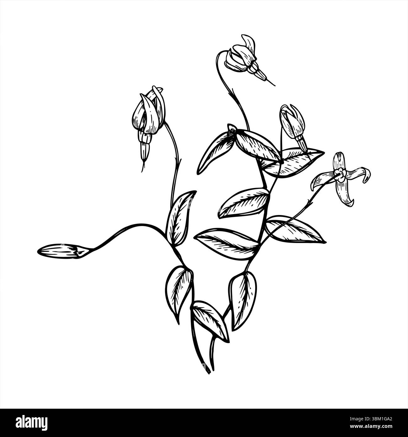 Blühende Moor Preiselbeerpflanze mit Blumen und Blättern monochromer Vektor isolierte Illustration gemalt von schwarzen Tinten. Wilde Sumpfbeeren für botanische Zwecke Stock Vektor