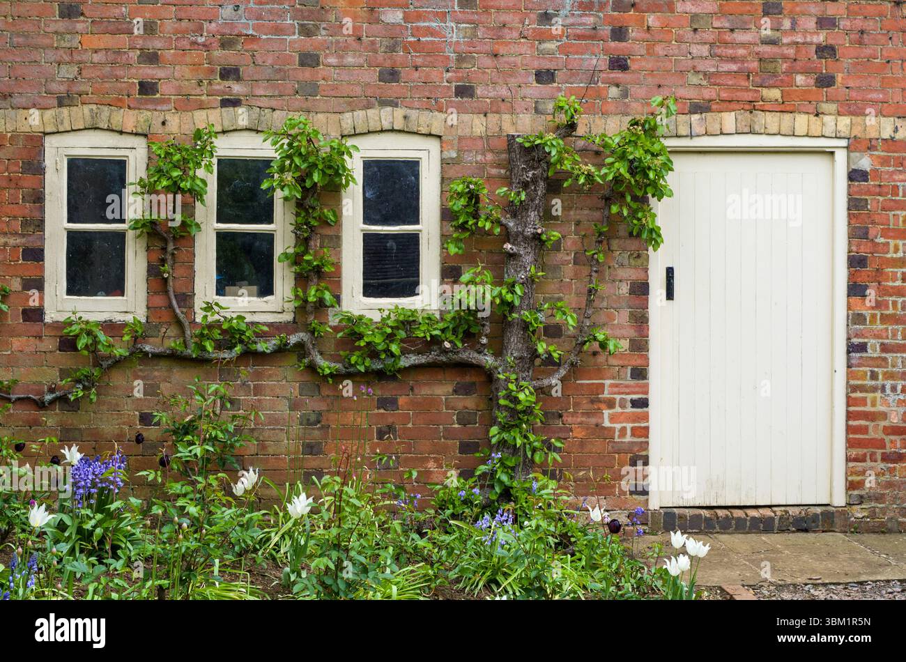 Rotes Backsteinhaus mit Strauchdekoration und Blumenbeeten an der Vorderseite, Guilsborough, Northamptonshire, Großbritannien; geöffnet für das National Garden Scheme Stockfoto