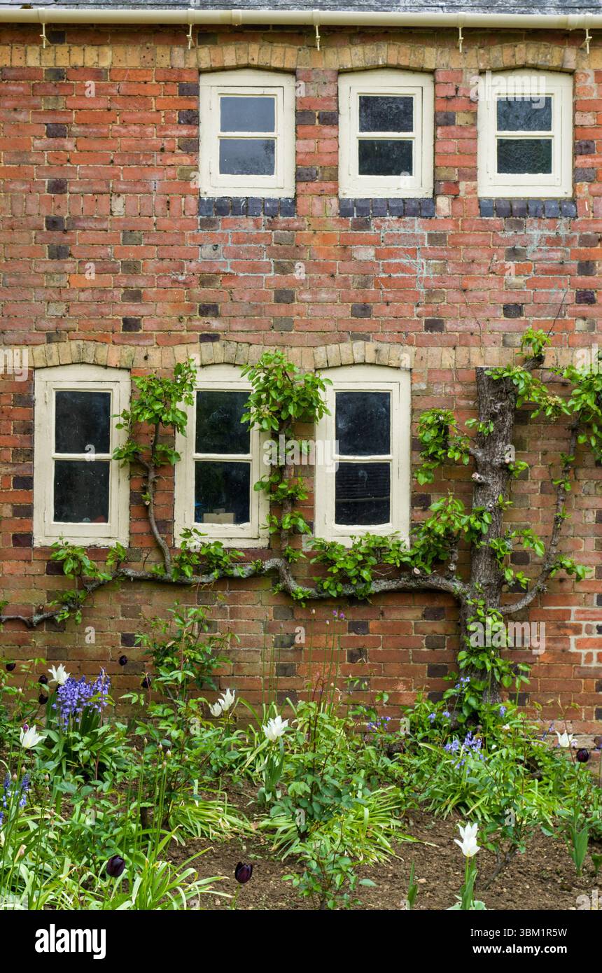 Rotes Backsteinhaus mit Strauchdekoration und Blumenbeeten an der Vorderseite, Guilsborough, Northamptonshire, Großbritannien; geöffnet für das National Garden Scheme Stockfoto