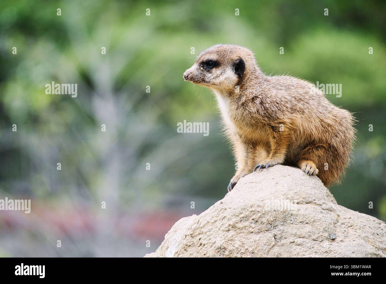 Wachsamer Erdmännchen auf einem Felsen vor einem grünen, verschwommenen Hintergrund - perfektes Symbol für Aufmerksamkeit, Natur- und Tierbeobachtung. Stockfoto