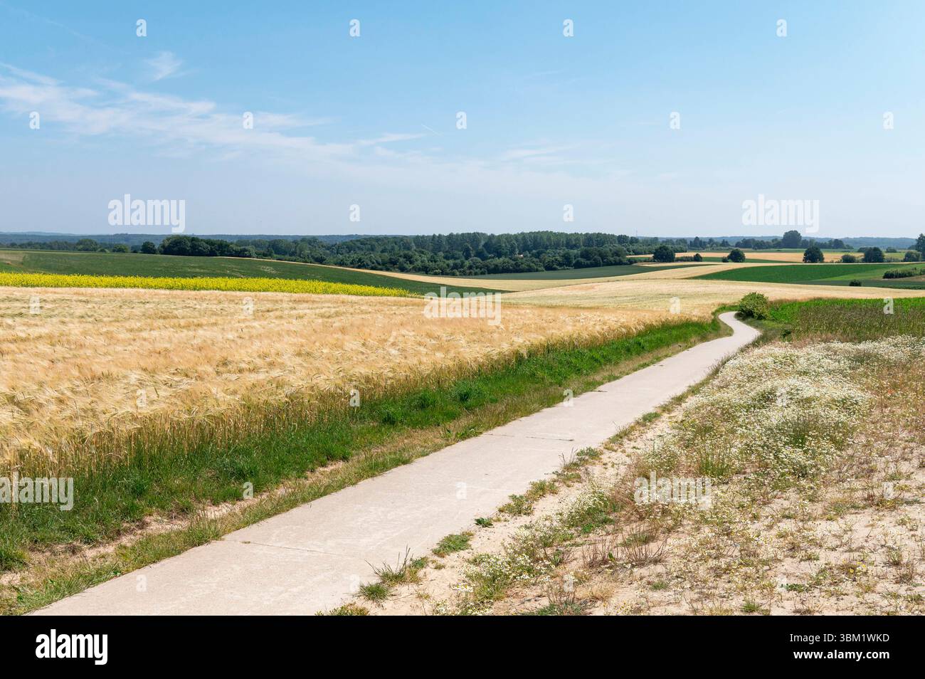 Leefdaal Belgien Juni 2025 Flämisch Brabant Land. Ein Radweg schlängelt sich durch die sanft hügelige belgische Landschaft zwischen Brüssel und Leuven mit goldenen Weizengarben auf der einen Seite und Kamille auf der anderen Seite. Fietspad, Vlaams Brabant, Landschaft, Landschap, Sommer, Bauernhof, Landwirtschaft, Felder, Ackerbau, Entfernung, Zukunft, Hügel, heuvelachtig, Stockfoto