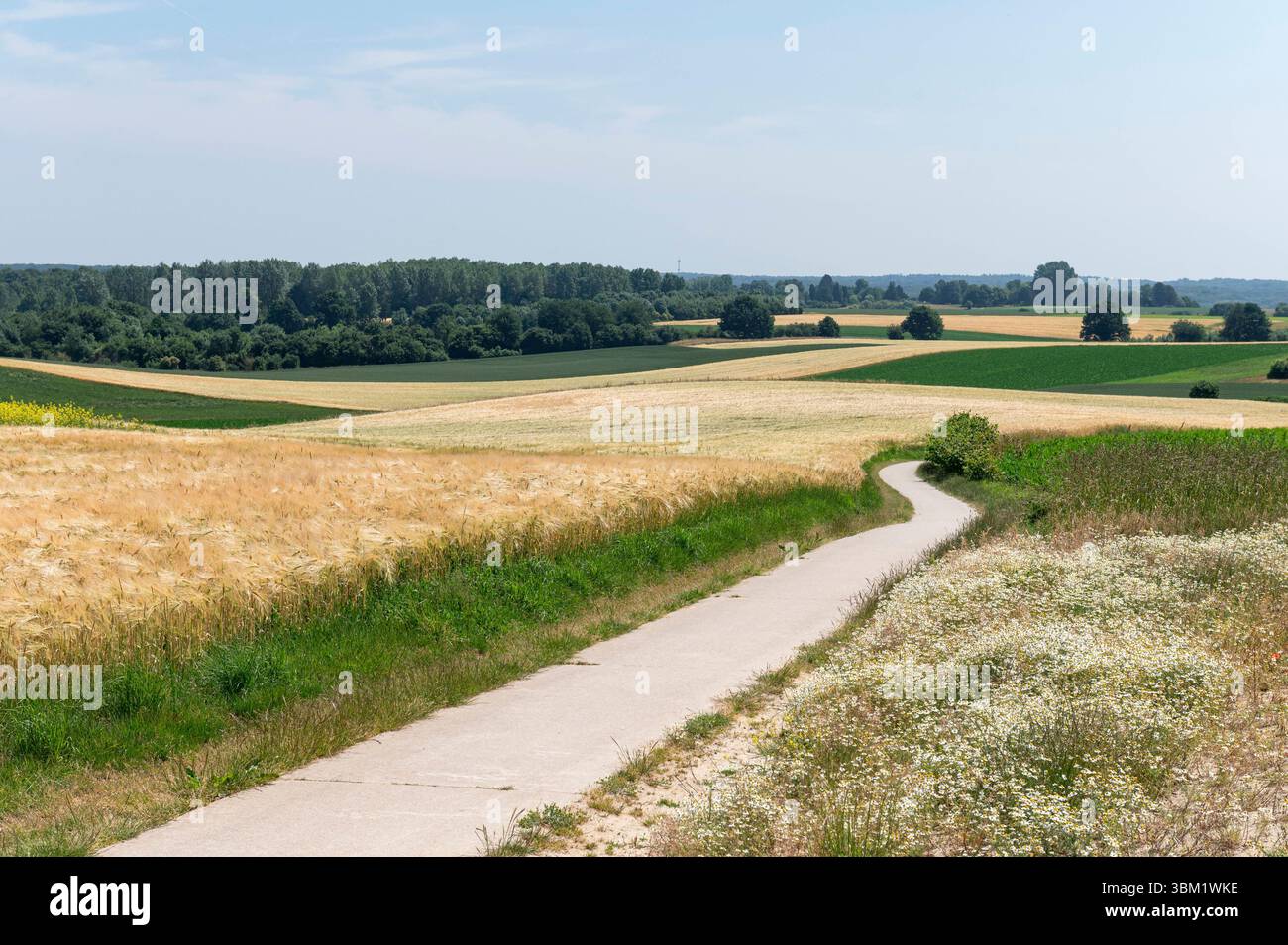 Leefdaal Belgien Juni 2025 Flämisch Brabant Land. Ein Radweg schlängelt sich durch die sanft hügelige belgische Landschaft zwischen Brüssel und Leuven mit goldenen Weizengarben auf der einen Seite und Kamille auf der anderen Seite. Fietspad, Vlaams Brabant, Landschaft, Landschap, Sommer, Bauernhof, Landwirtschaft, Felder, Ackerbau, Entfernung, Zukunft, Hügel, heuvelachtig, Stockfoto