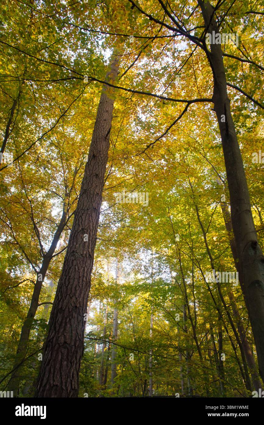 Ein herbstlicher Wald mit warmem Sonnenlicht. Goldene Blätter leuchten, wenn die Strahlen durch die Bäume brechen - eine friedliche natürliche Idylle. Stockfoto