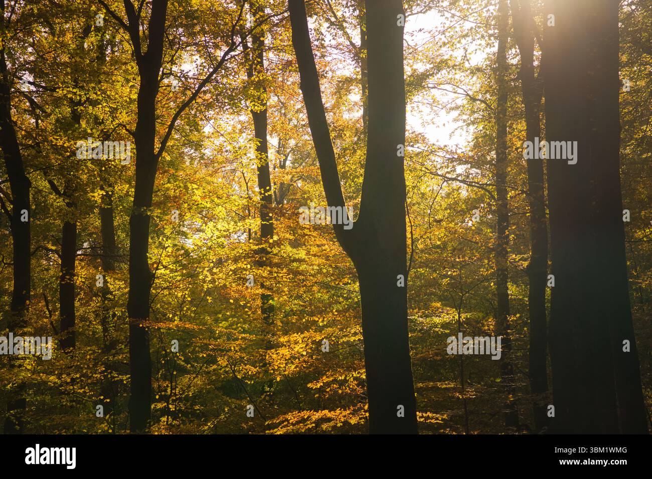 Ein herbstlicher Wald mit warmem Sonnenlicht. Goldene Blätter leuchten, wenn die Strahlen durch die Bäume brechen - eine friedliche natürliche Idylle. Stockfoto
