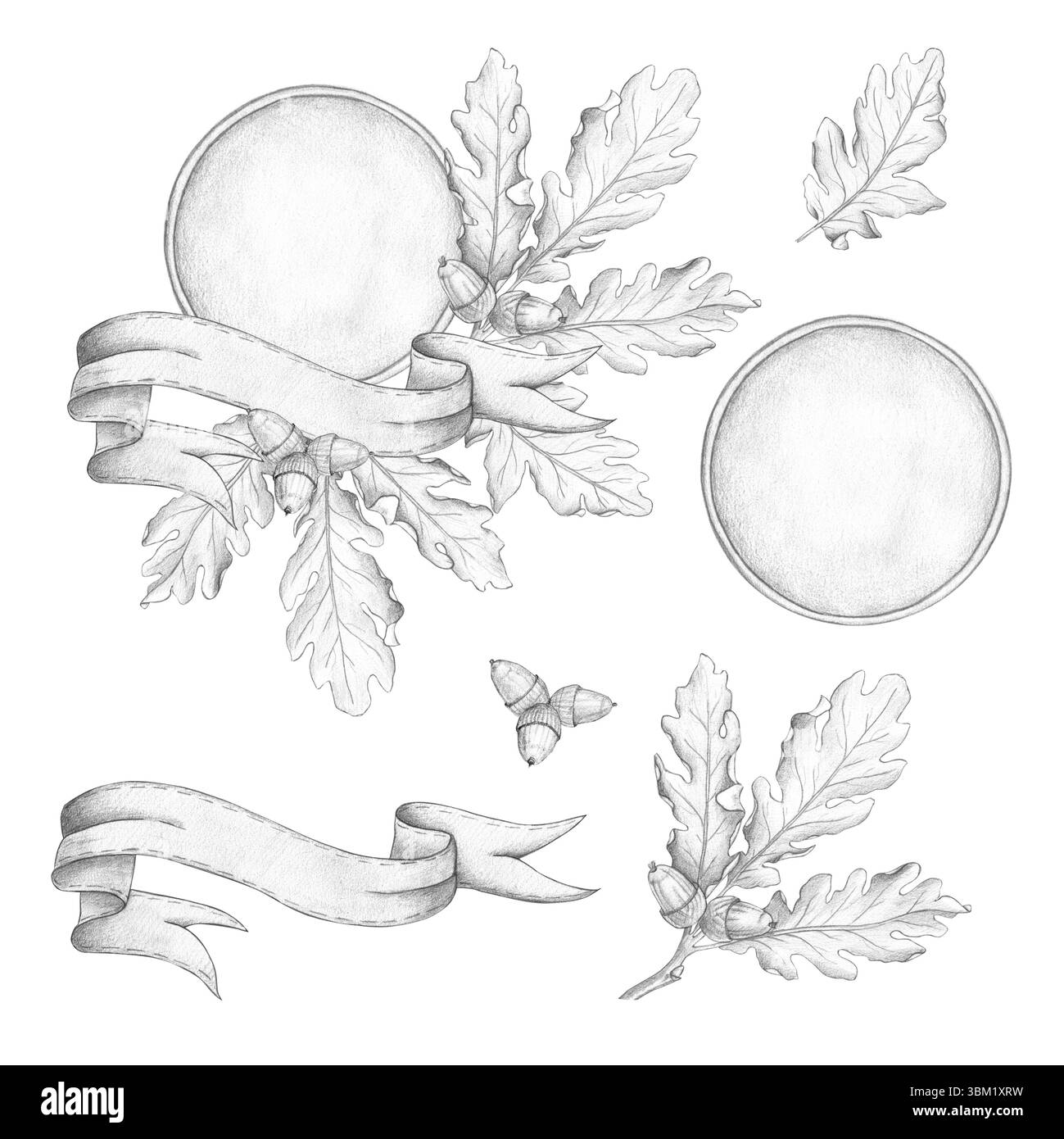 Botanischer Rahmen mit Eichenblättern und Eicheln, mit Band verziert und auf weißem Hintergrund hervorgehoben. Bleistiftzeichnung, Illustration, Komposition Stockfoto