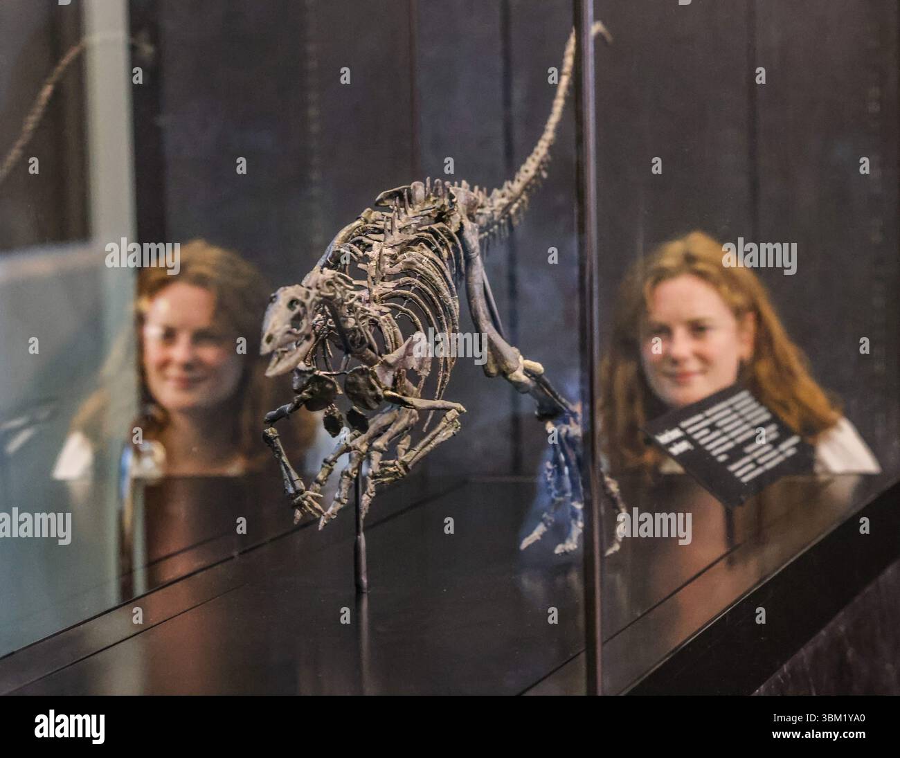 Sperrfrist bis Mittwoch, 25. Juni 2025, 00:05 Uhr. National History Museum London, Großbritannien. Juni 2025. Enigmacursor mollyborthwickae, eine neue Art in der Wissenschaft, wäre im späten Jura vor 145-150 Millionen Jahren in Nordamerika umhergezogen. Das Dinosaurierskelett wird ab dem 25. Juni 2025 kostenlos und dauerhaft in der Erdhalle des Museums ausgestellt sein. Museumsexperten haben kritische wissenschaftliche Forschungen an dem Exemplar durchgeführt, ein jahrhundertelanges taxonomisches Verwirrnis aufgelöst und dieses Fossil als neue Art für die Wissenschaft definiert. Unter Embargo bis 00:05 Mittwoch, 25. Juni 2025 Credit: Paul Quezada-Neiman/Alamy Live Stockfoto