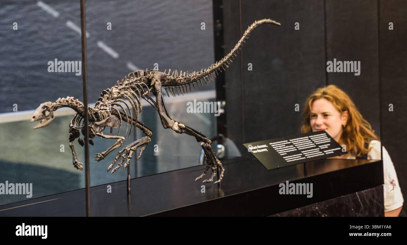Sperrfrist bis Mittwoch, 25. Juni 2025, 00:05 Uhr. National History Museum London, Großbritannien. Juni 2025. Enigmacursor mollyborthwickae, eine neue Art in der Wissenschaft, wäre im späten Jura vor 145-150 Millionen Jahren in Nordamerika umhergezogen. Das Dinosaurierskelett wird ab dem 25. Juni 2025 kostenlos und dauerhaft in der Erdhalle des Museums ausgestellt sein. Museumsexperten haben kritische wissenschaftliche Forschungen an dem Exemplar durchgeführt, ein jahrhundertelanges taxonomisches Verwirrnis aufgelöst und dieses Fossil als neue Art für die Wissenschaft definiert. Unter Embargo bis 00:05 Mittwoch, 25. Juni 2025 Credit: Paul Quezada-Neiman/Alamy Live Stockfoto