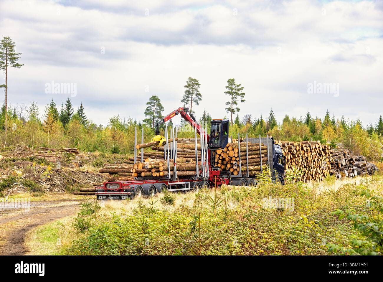 Lkw, der Holz mit einem Kran auf einer Holzfällerstraße verlädt Stockfoto