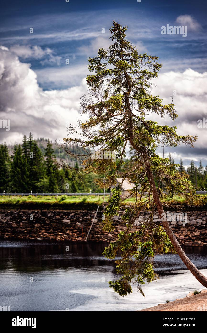 Eine hohe Kiefer lehnt sich über einen ruhigen See unter dramatischen Wolken, umgeben von dichtem Wald. Stockfoto