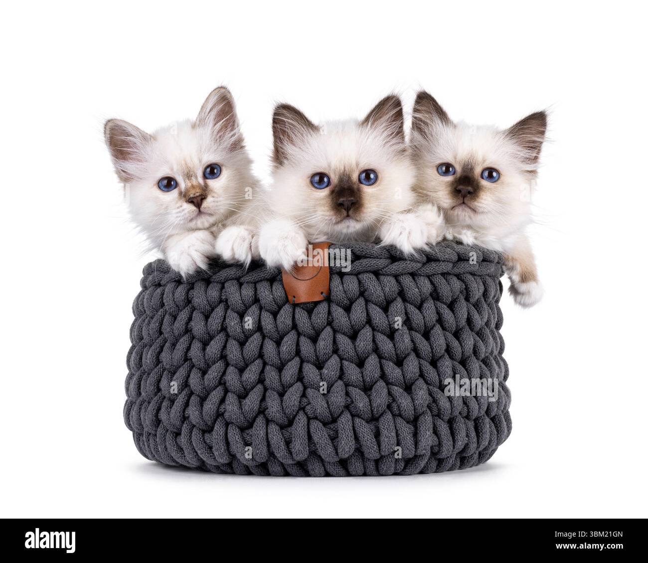Das niedliche Trio Sacred Birman Katzenkatzen sitzt in einem grauen Strickkorb. Alle schauen mit speziellen blauen Augen in Richtung Kamera. Isoliert auf einem weiß Stockfoto