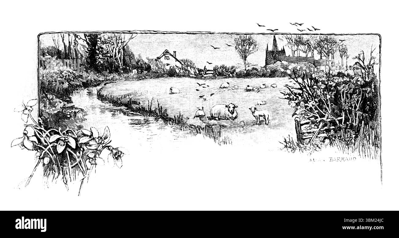 Viktorianische Landwirtschaft, Schafe auf Frühlingswiese am Rande des Dorfes, gravierte Liniengrafik von Allan Barraud, aus dem Jahr 1892 The Quiver Magazine Stockfoto