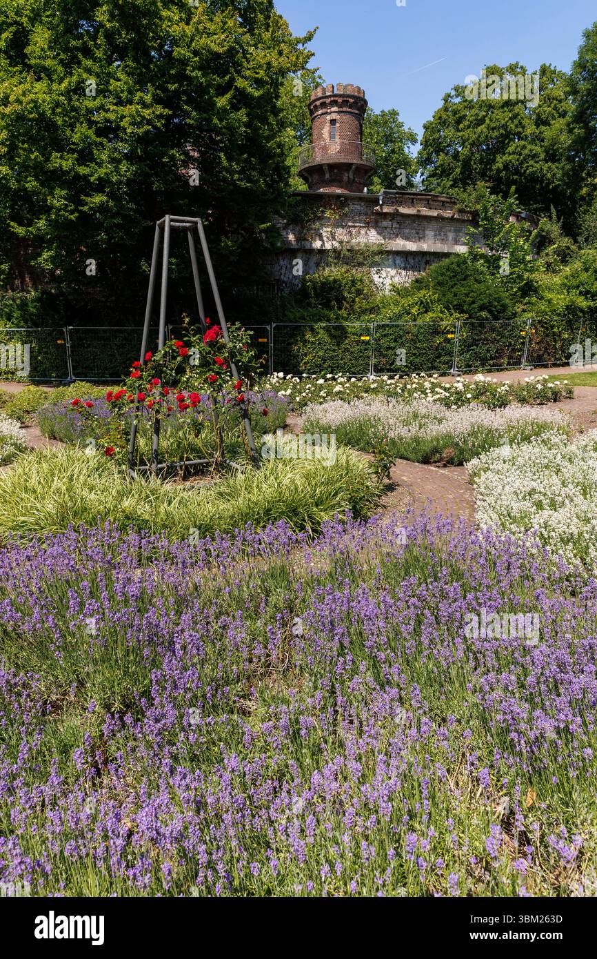 Rosengarten am Fort IV (oder Fort Paul) im Volksgarten im Stadtteil Neustadt-Sued, Köln. Rosengarten am Fort IV (oder Fort Paul) Stockfoto