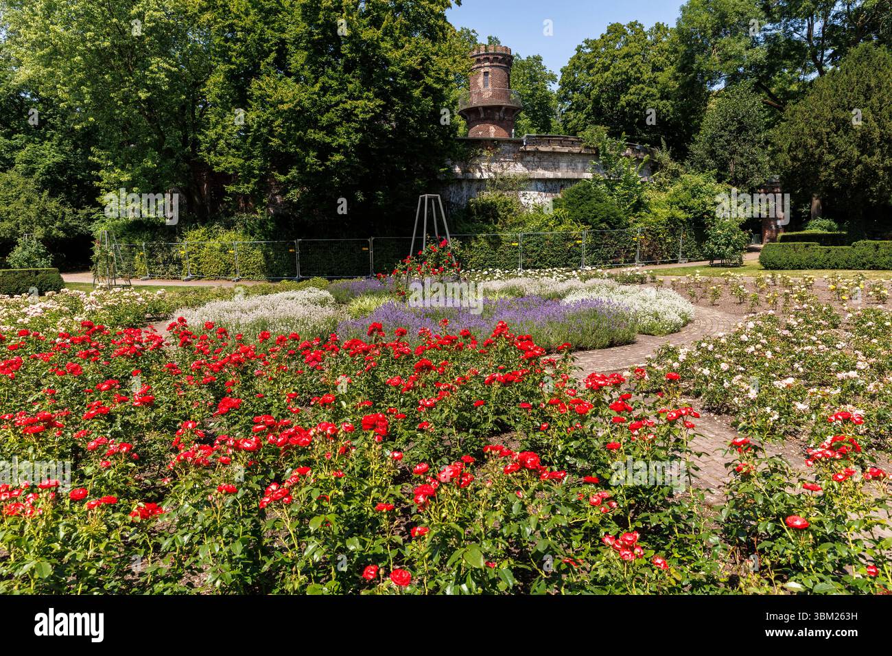 Rosengarten am Fort IV (oder Fort Paul) im Volksgarten im Stadtteil Neustadt-Sued, Köln. Rosengarten am Fort IV (oder Fort Paul) Stockfoto
