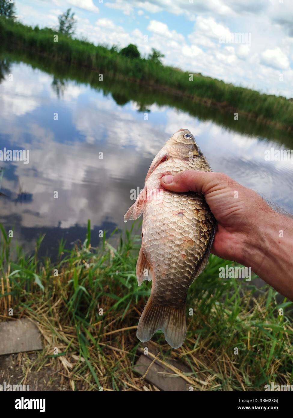 Vertikales Foto Sommerangeln mit Fisch in der Hand. Fische, die in der Sommersaison gefangen wurden, in der Nähe der Flusslandschaft mit blauem Himmel gezeigt. Fisch, der stolz von gezüchtet wird Stockfoto