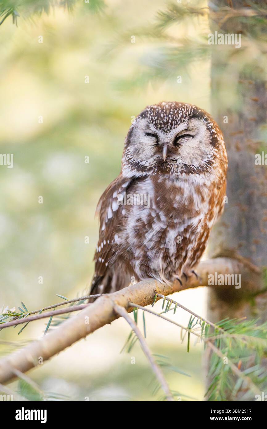 borealeule, Tengmalmeule, Richardsoneule (Aegolius funereus), im Winter auf einem Baum sitzend, Deutschland, Bayern, Nationalpark Bayerischer Wald Stockfoto