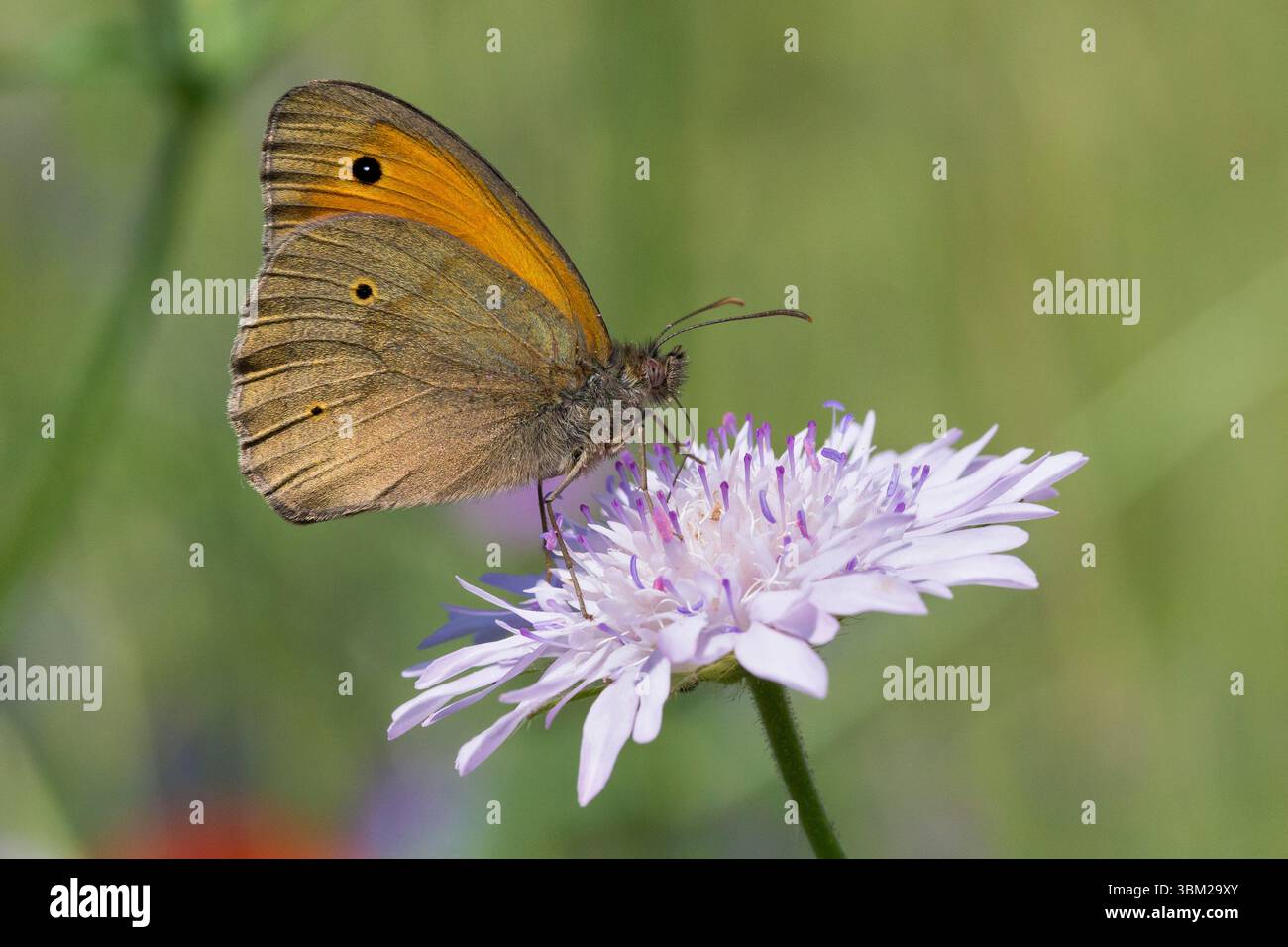 Wiesenbraun (Maniola jurtina, Epinephele jurtina), Erwachsener auf einem Skabious, Italien, Kampanien Stockfoto