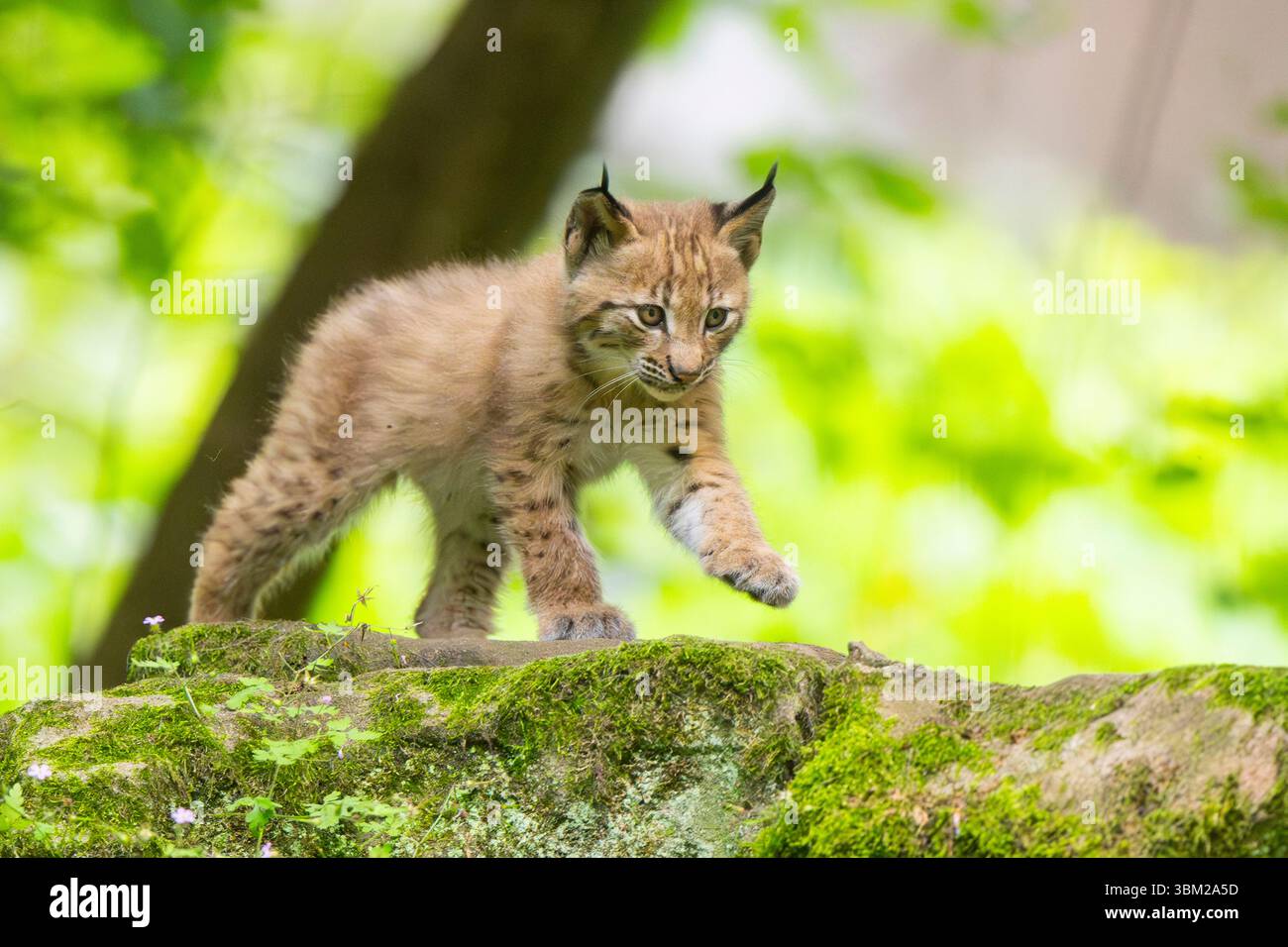 Eurasischer Luchse (Lynx Luchse), Luchjunges, das auf einem moosigen Felsen im Wald spaziert, Deutschland, Bayern Stockfoto