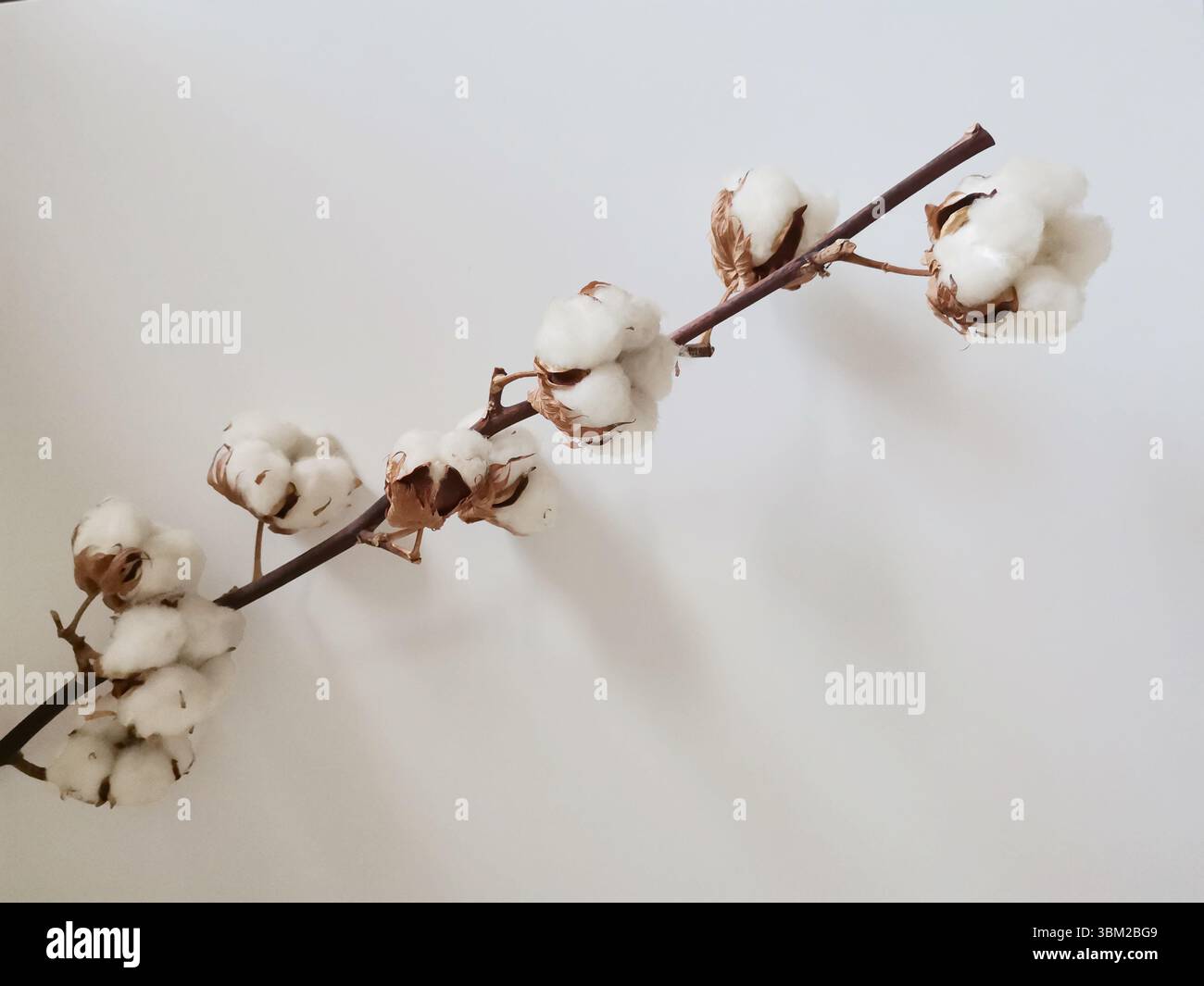 Baumwollzweig isoliert auf weißem Hintergrund mit einem Kopierraum Stockfoto