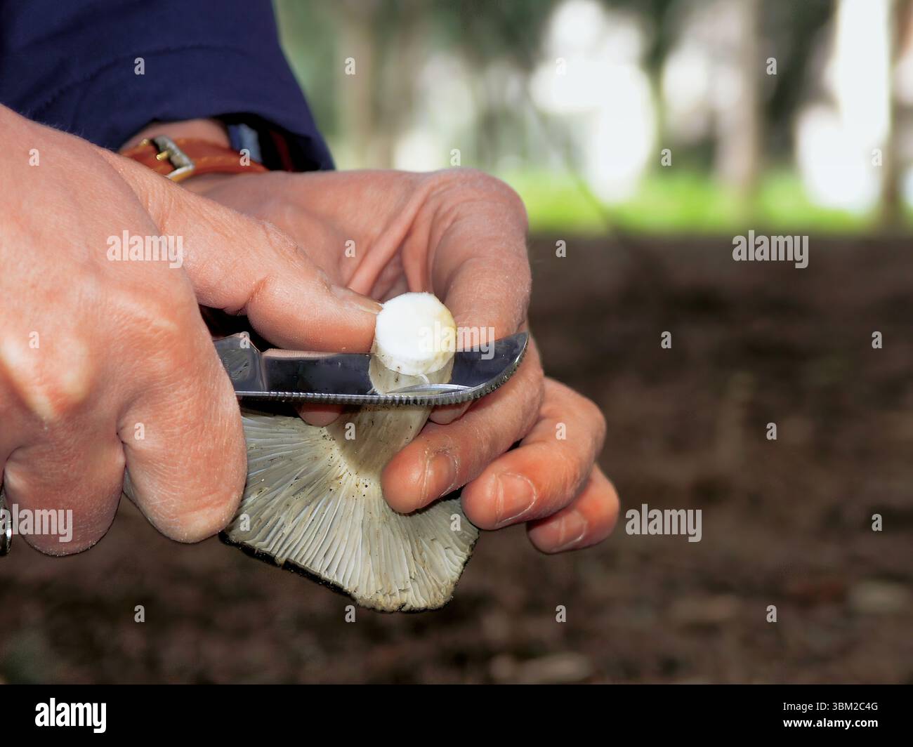 Nahaufnahme der Hände eines Mykologen, der einen frisch geernteten Pilz mit einem Messer sorgfältig reinigt, wobei der Waldboden im Hintergrund liegt und die hervorgehoben wird Stockfoto