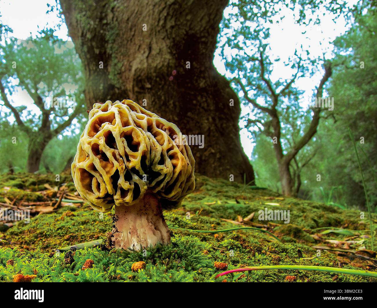 Aus nächster Nähe sehen Sie einen Morchella esculenta Pilz, eingebettet zwischen lebhaftem Moos am Fuße eines großen Baumes, umgeben von üppiger Vegetation in einem blühenden Fo Stockfoto
