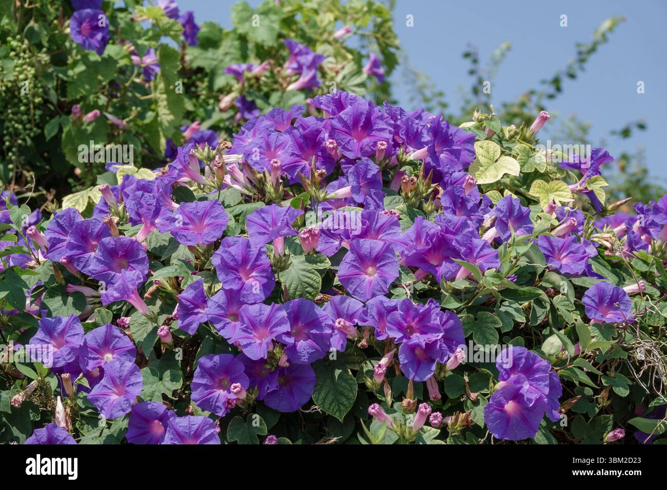 Ein kleiner Bereich von „Morgenglück“ in voller Blüte über einer Wand bei hellem Sonnenschein Stockfoto