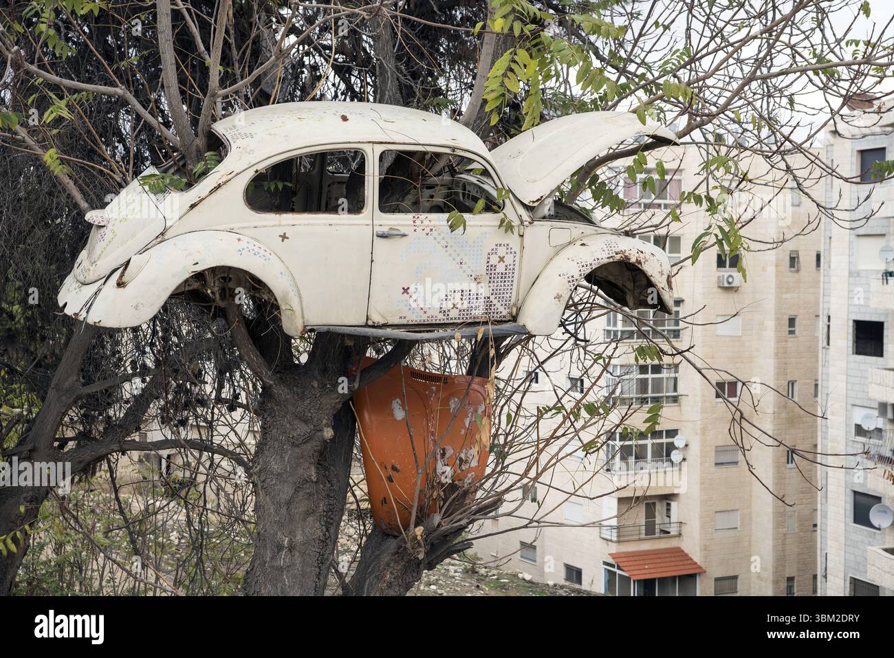 Bethlehem, Palästina; Volkswagen Käfer Typ 1 – Autounfall hängt an einem Baum, Auto an einem ungewöhnlichen Ort; Käfer (Typ 1) – Autowrack hängt an einem Baum Stockfoto