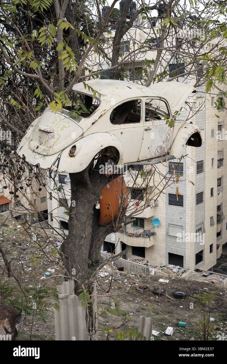 Bethlehem, Palästina; Volkswagen Käfer Typ 1 – Autounfall hängt an einem Baum, Auto an einem ungewöhnlichen Ort; Käfer (Typ 1) – Autowrack hängt an einem Baum Stockfoto