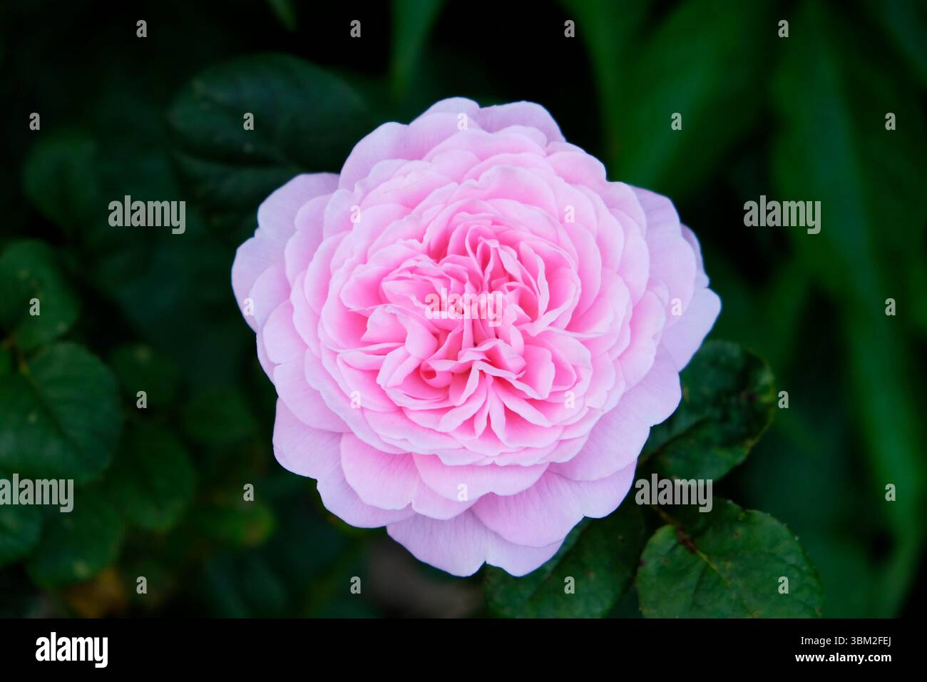 Nahaufnahme einer einzigen rosa Rose in Blüte Queen of Sweeden im Juni 2025 im Sommerblumengarten Carmarthenshire Wales UK KATHY DEWITT Stockfoto
