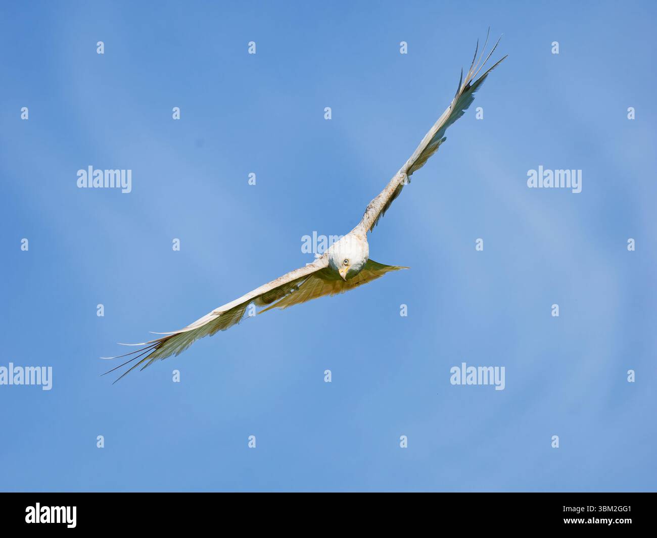 Red Kite auf der Gigrin Farm Wales uk Stockfoto