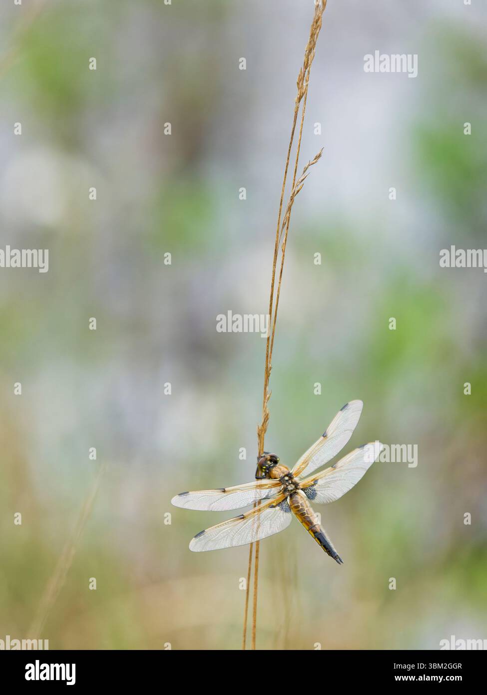 Vier-Punkte-Jagdfliege auf Hochstand Stockfoto